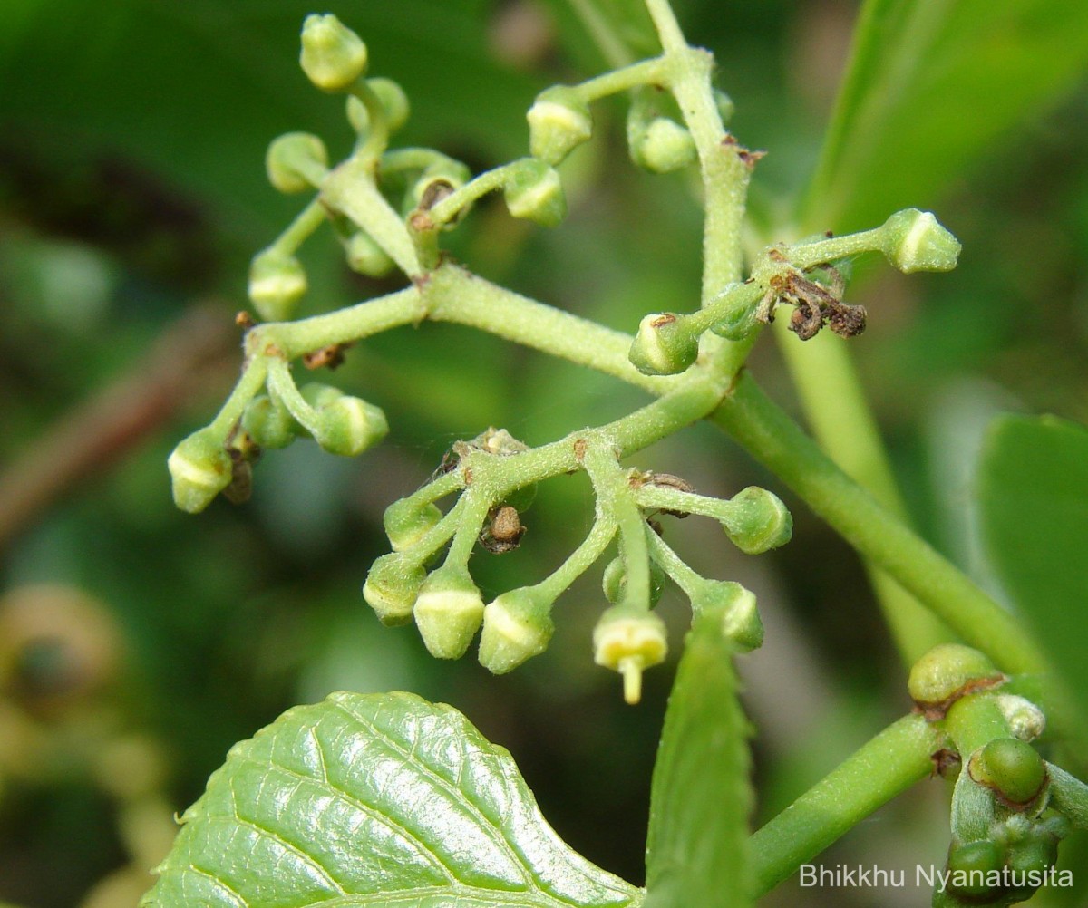 Cissus latifolia Lam.